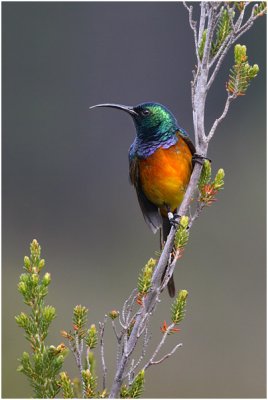 Orange-breasted Sunbird