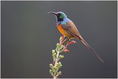 Orange-breasted Sunbird