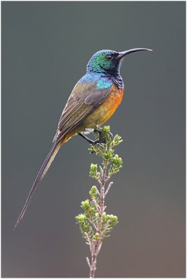 Orange-breasted Sunbird