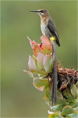 Cape Sugarbird