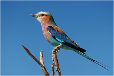 Lilac Breasted Roller (Kgalagadi)