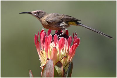 Cape Sugarbird
