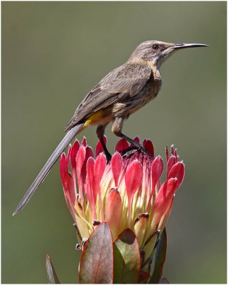 Cape Sugarbird