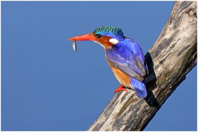 Malachite Kingfisher