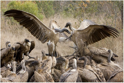 Vultures on Buffalo Carcass
