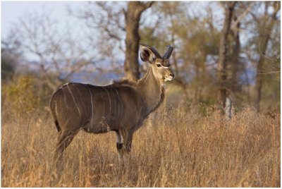 Young Kudu Bull