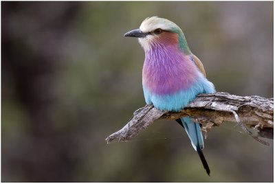Kruger Park Birds