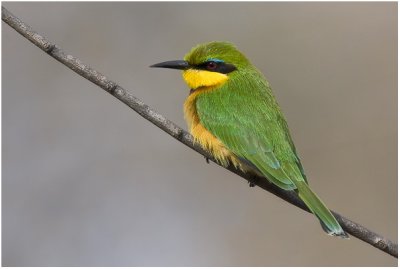 Little Bee-eater