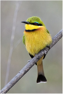 Little Bee-eater
