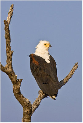Fish Eagle