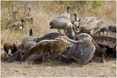 Fighting Vultures
