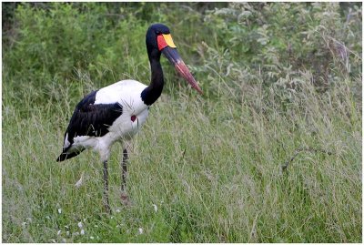 Saddle-billed Stork