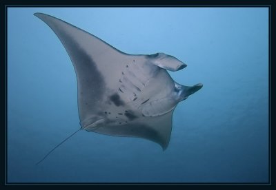 Giant Manta Ray cruising into the cleaning station