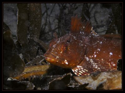 kelp fish