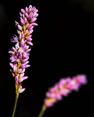 PICT8548-R-01s.jpg