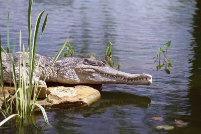 Gator_1600_ISO0001_s.jpg