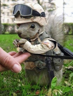 Sgt. Squirrel.jpg