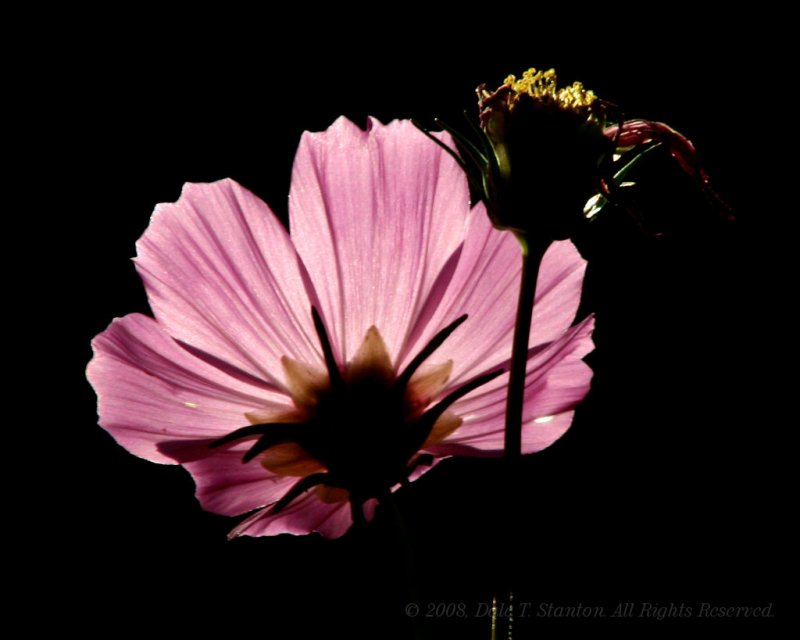 Backlit Cosmo