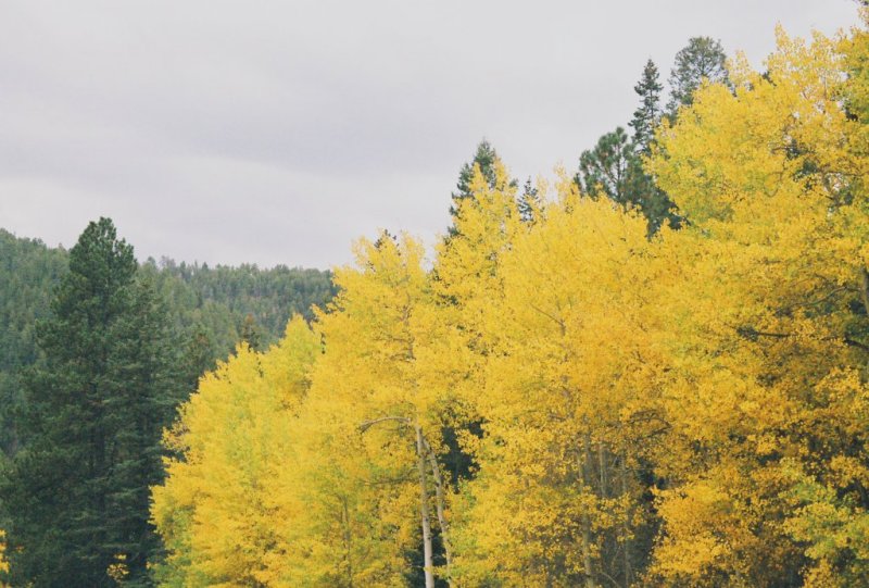Aspen Gold