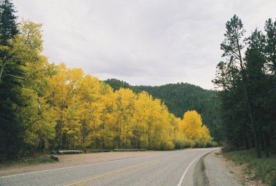 Aspen Yellow