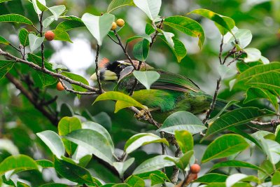 Fire Tufted Barbet (Psilopogon pyrolophus)