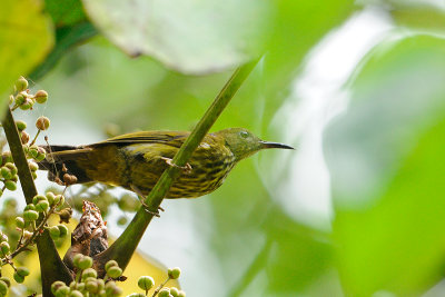 DSC_4322.jpg