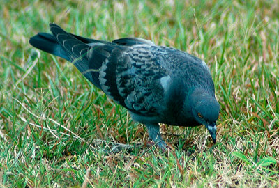 Rock pigeon