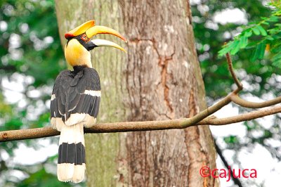 Great Hornbill, Female ( Buceros bicornis )