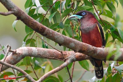 Banded Broadbill ( Eurylaimus javanicus )