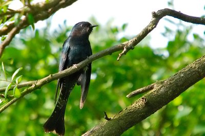 Drongo Cuckoo ( Surniculus lugubris )
