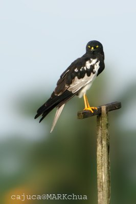 Pied Harrier ( Circus melanoleucos )