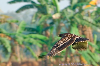 Greater Spotted Eagle