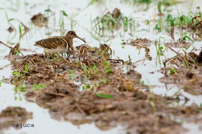 Greater Painted-snipe (Rostratula benghalensis)