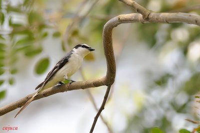 Ashy Minivet (Pericrocotus divaricatus)