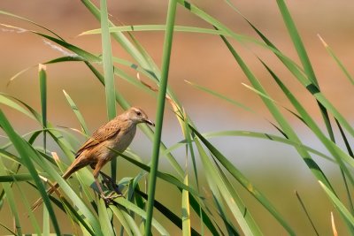 Striated Grassbird ( Megalurus palustris ) 
