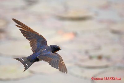 Barn Swallow (Hirundo rustica)