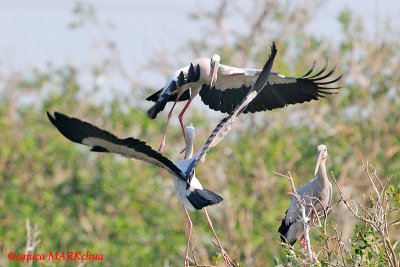 Asian Openbill Stork