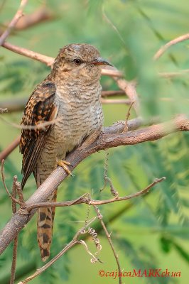 Plaintive Cuckoo ( Cacomantis merulinus )