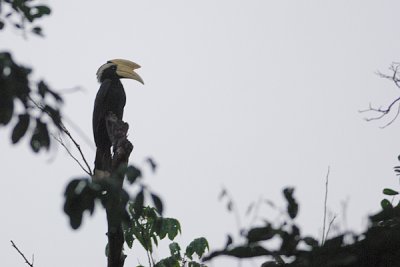 Black Hornbill ( Anthracoceros malayanus )