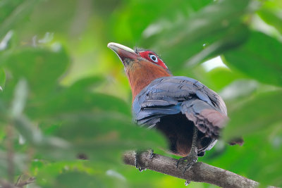 Chestnut-Breasted Malkoha, (male)