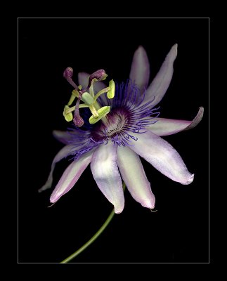 Last of the Passion Flowers