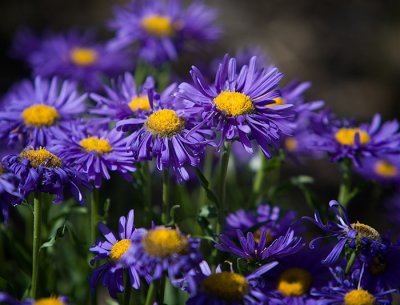 Blue Asters