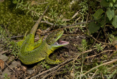 Western Green Lizard / Westelijke smaragdhagedis