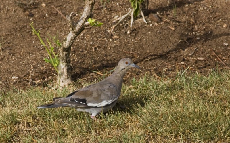 White-winged Dove