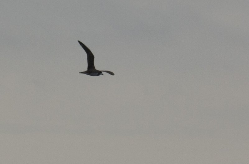 Hawaiian Petrel