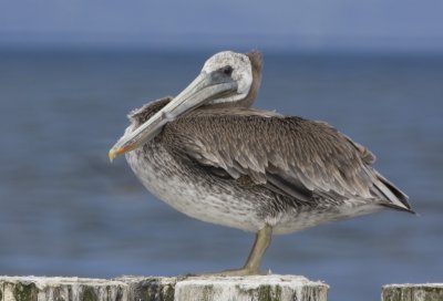 Brown Pelican