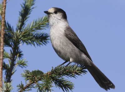 Gray Jay