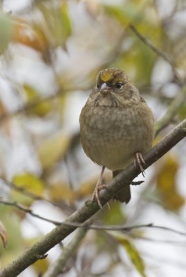 Golden-crowned Sparrow