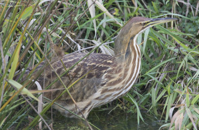 American Bittern