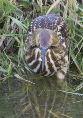 American Bittern